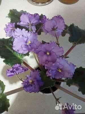 Фиалка сорт Оптимара Нью Мексико