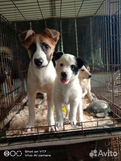 Щенки приюта