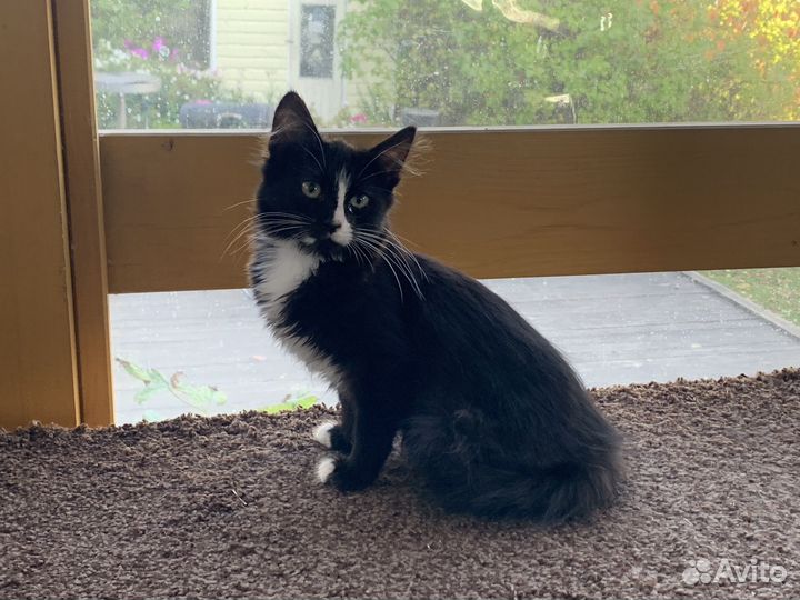 Котенок девочка