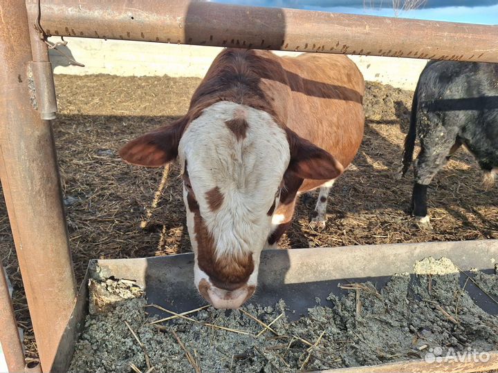 Быки герефорд на племя