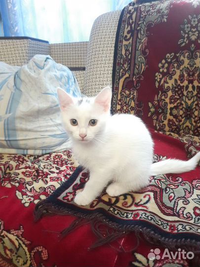 Котенок в дар бесплатно