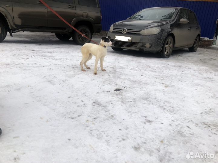 Ласковая девочка в добрые руки