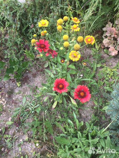 Многолетние цветы