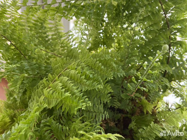 Папоротник комнатный