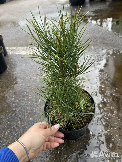 Кедр сибирский