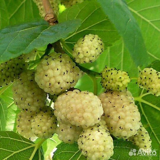 Саженцы Шелковицы бронь на весну,осень24г