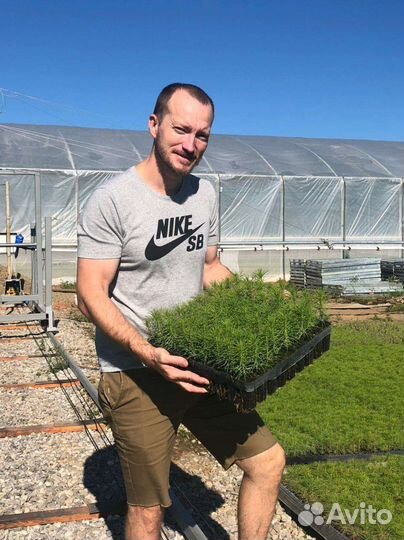 Сеянцы сосна зкс