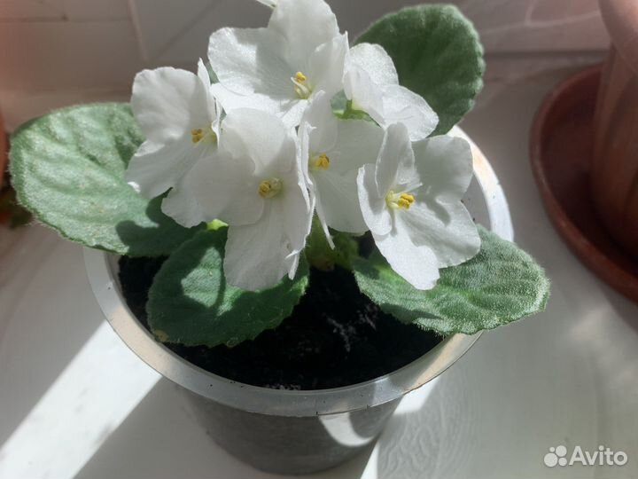 Фиалка в горшках