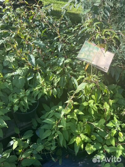 Актинидия Аргута Ананасная и мужской /Вейки