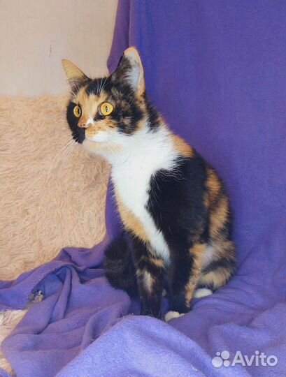 Трехцветная кошка