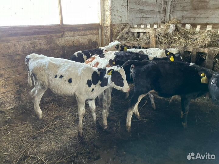 Телята бычки