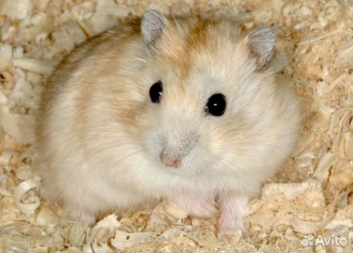 Разноцветные джунгарские хомячата