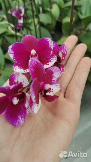 Орхидея фаленопсис. Азия. цветок7-8см