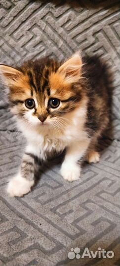 Кошки девочки