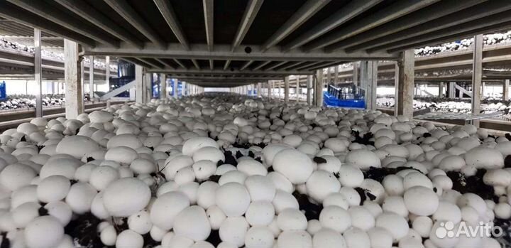 Продаю удобрения