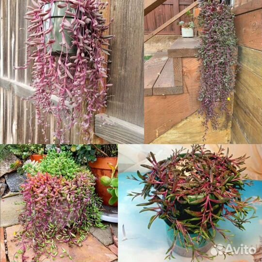 Оттона красивый суккулент