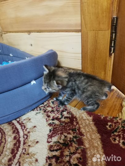 Котята курильский бобтейл