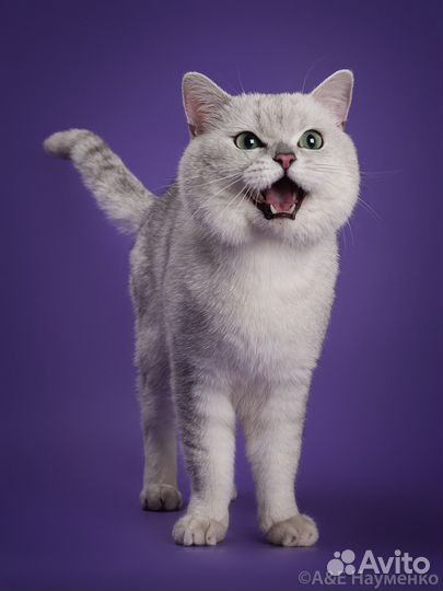 Шотландский страйт Серебристая шиншила Вязка