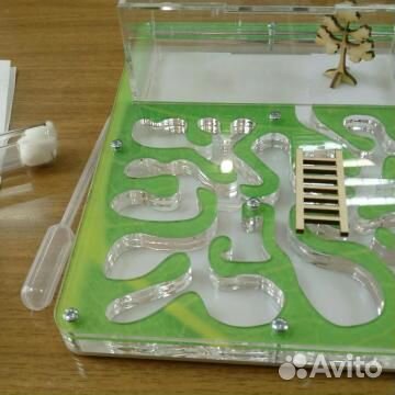 Формикарий для ваших питомцев. муравьиная ферма