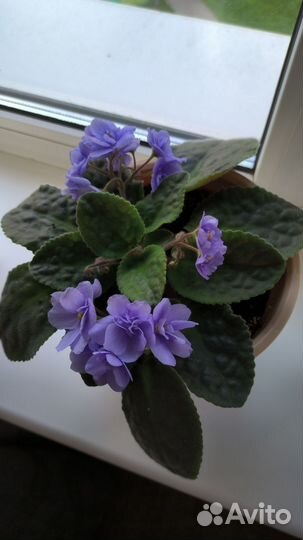 Фиалки цветущие