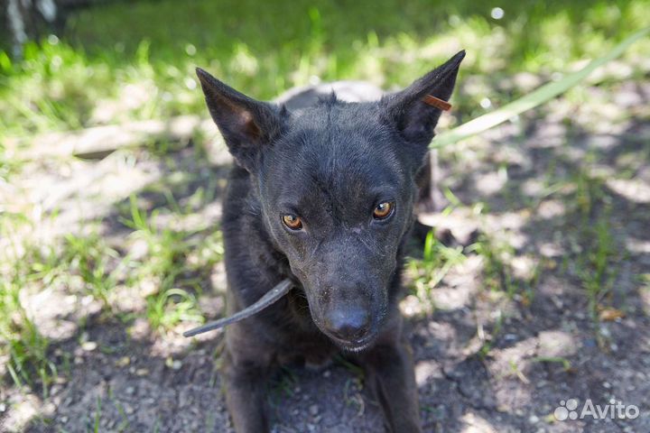 Чёрный Мустанг ищет дом