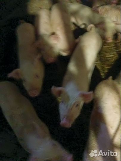 Поросята