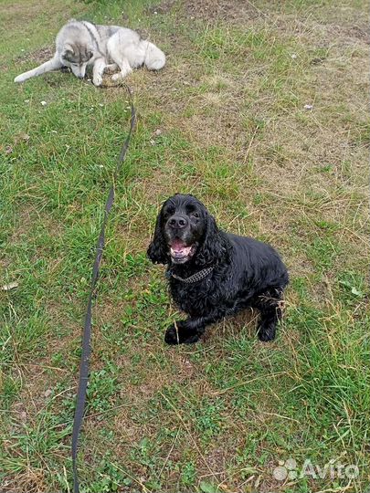 Кокер спаниель