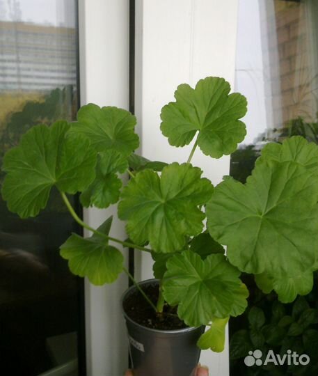 Пеларгония герань розебудная