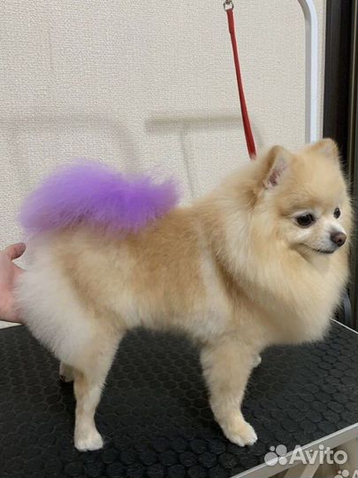 Груминг. Грумер стрижка собак