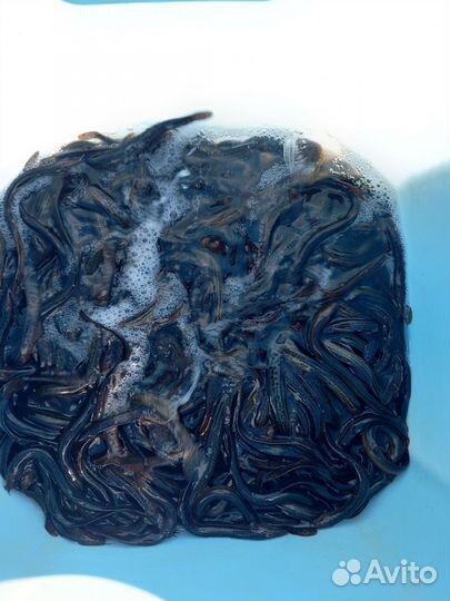 Живец вьюны