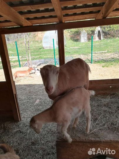 Козье молоко и молочные продукты