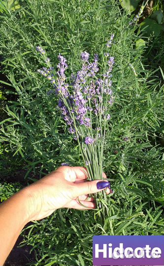 Саженцы Лаванды Hidcote