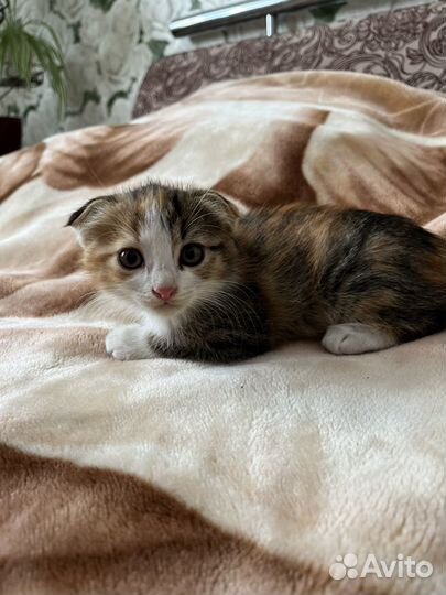 Шотландская вислоухая кошка