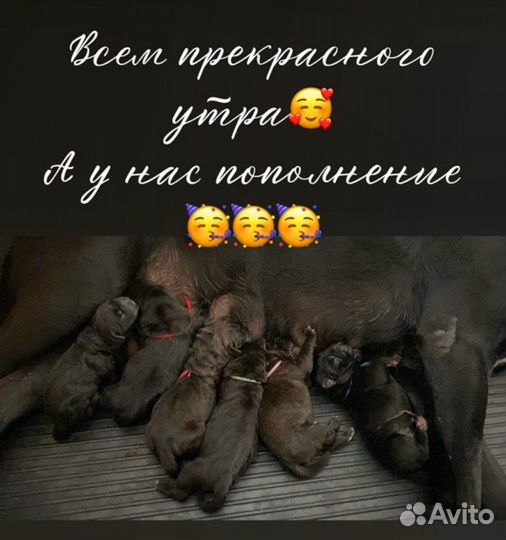 Кане Корсо от Чемпитонов