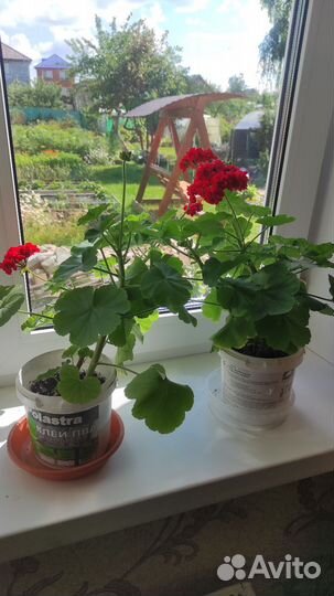 Королевская пеларгония