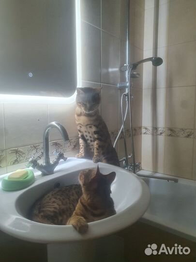 Бенгальский кот вязка