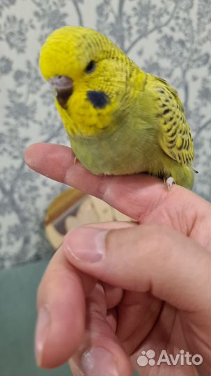 Выставочный волнистый попугай (ввп), чехи