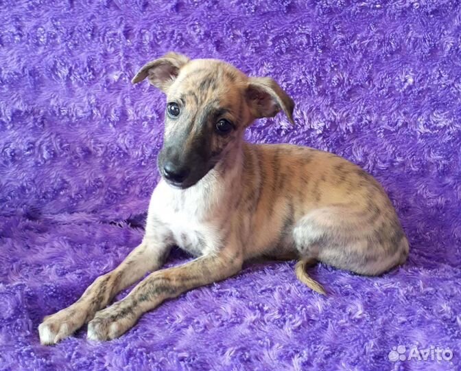 Щенки уиппета