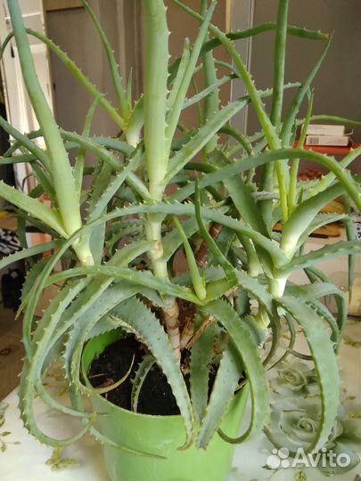 Алоэ столетник