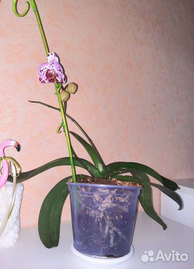 Орхидея фаленопсис