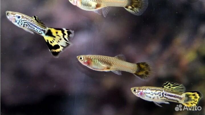 Рыбки тернеция,гуппи