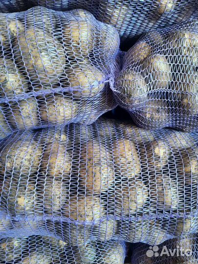 Картофель оптом гала