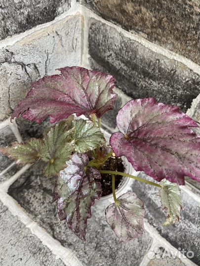 Бегония купферконигин