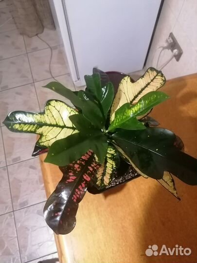 Кодиеум кротон