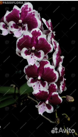 Орхидея