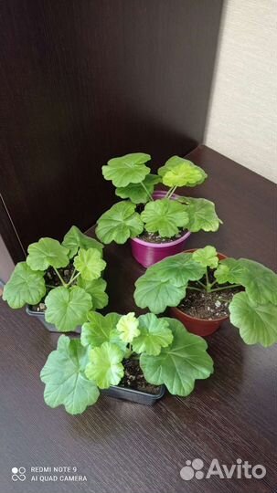 Пеларгония(герань)