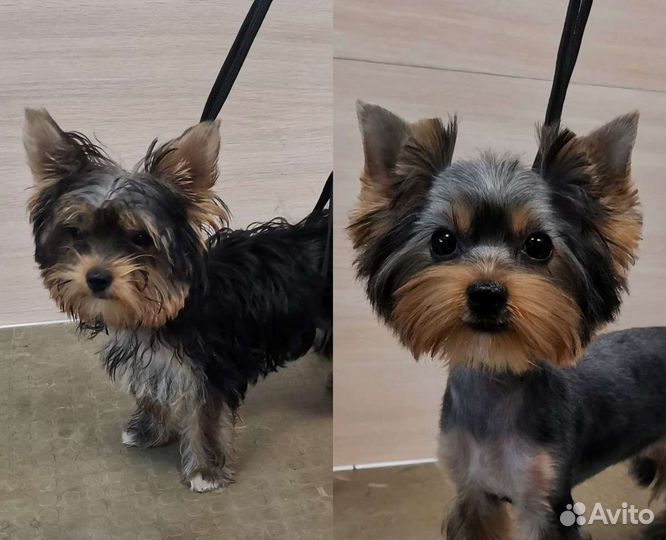 Грумер. Груминг собак, стрижка кошек(выезда нет)