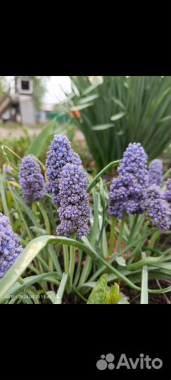 Луковицы мускари