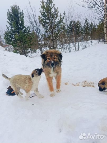 Щенок 3 месяца