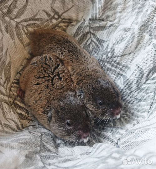 Слешушонка восточная, малыши